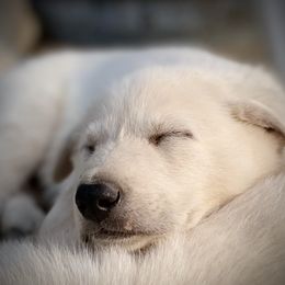 German Shepherd puppies from CoastalCanine805