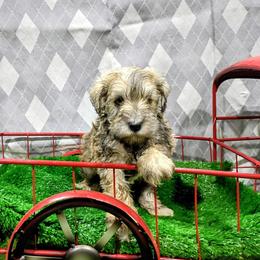 Helios - Liver male Miniature Schnauzer puppy in Neosho, Missouri from Star Light Pups