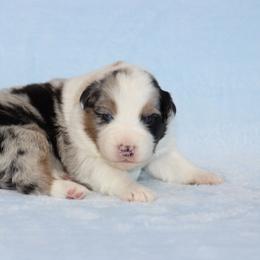 Henry - Blue merle male Australian Shepherd puppy in Circleville, Utah from Canyon Creek Aussies