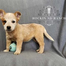 Australian Cattle Dog Puppies from Rockin ND Ranch