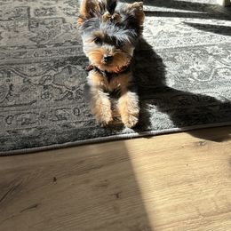 Yorkshire Terrier All Grown Up from Nikki’s Yorkies