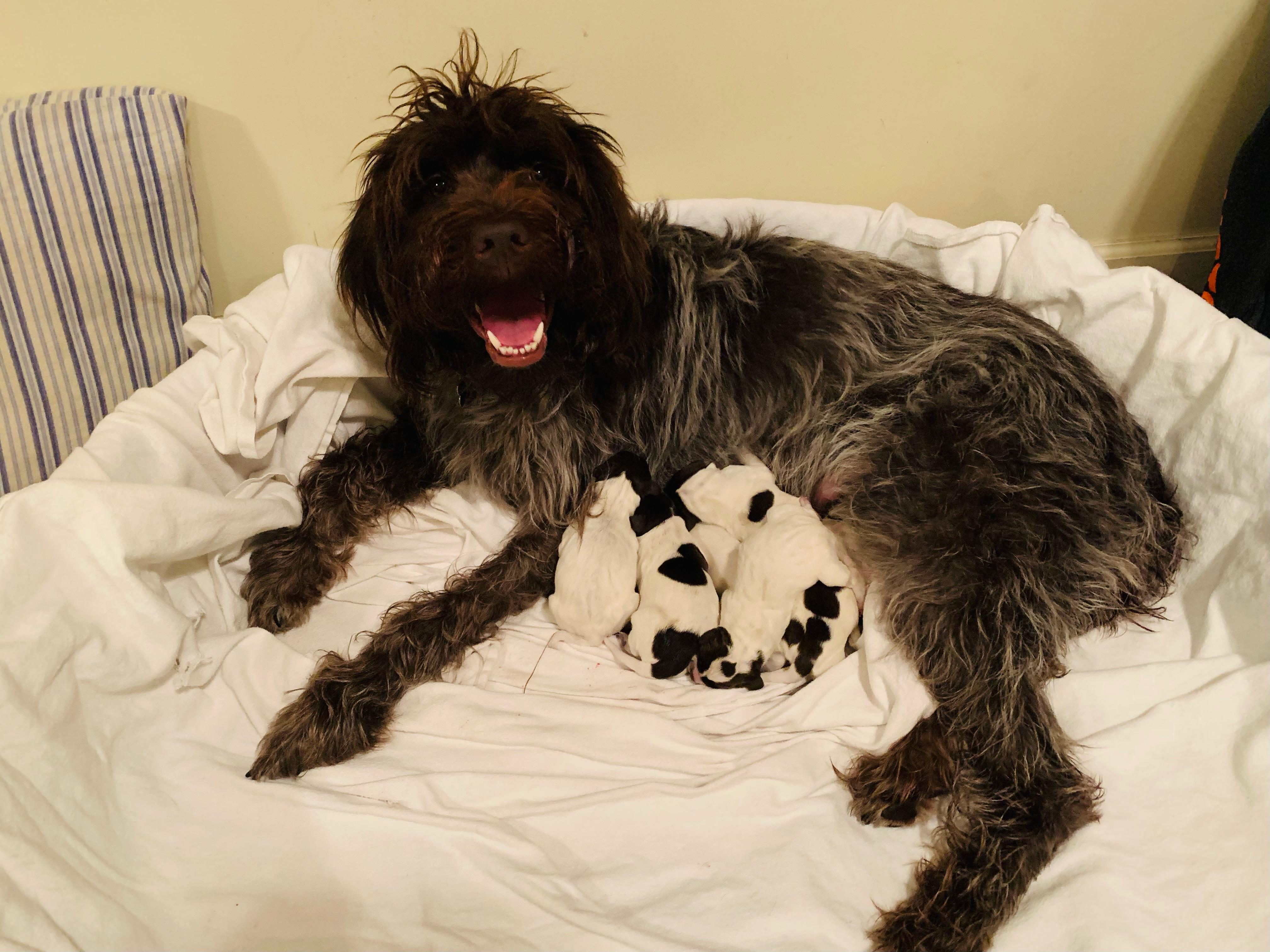 Lakeport Griffons in Michigan | Wirehaired Pointing Griffon puppies ...