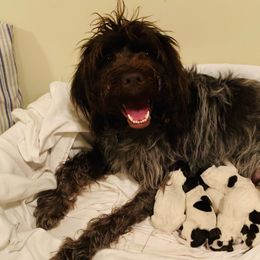 Wirehaired Pointing Griffons from Lakeport Griffons