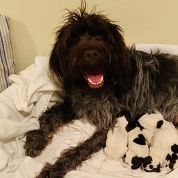 Wirehaired Pointing Griffons from Lakeport Griffons