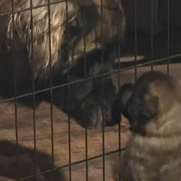 Leonbergers from Forgold Kennels