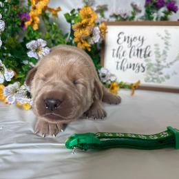 Green - Yellow male Labrador Retriever puppy in Newton Grove, North Carolina from Wayalife Labradors & Gsp’s