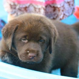 Labrador Retriever Puppies from Prebleridge Acres