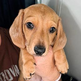 Boy 3 - Red male Dachshund puppy in Pierson, Florida from Michelle’s Mini Dachshunds
