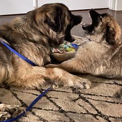 Leonberger Puppies from Sinnsro Leonbergers