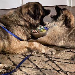 Leonberger Puppies from Sinnsro Leonbergers