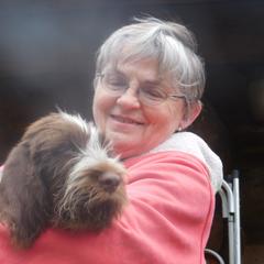 Spinone Italiano Puppies from Maple Hollow Spinone