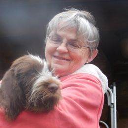 Spinone Italiano Puppies from Maple Hollow Spinone
