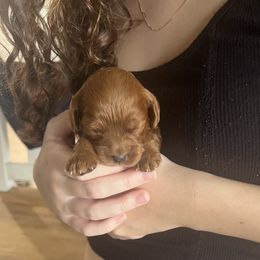 Cockapoo Puppies from Brevard County Cockapoos