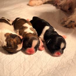 Neve - Gold and white female Shih Tzu puppy in Hemet, California from Aloha Shih Tzu