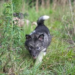 Female 1 - female Native American Indian Dog puppy in Green Creek, North Carolina from NAID Preservation Project: Corn Moon Medicine Dogs