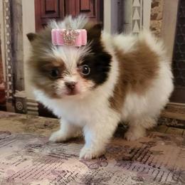 Pomeranians from Janie's Poms