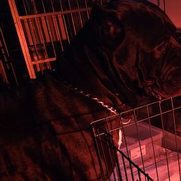 Cane Corso from Kingsland's Corso