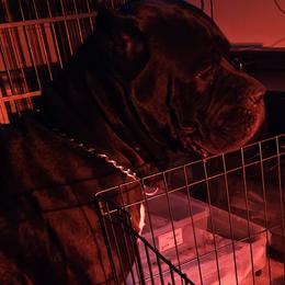 Cane Corso from Kingsland's Corso