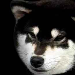 Drama - Shiba Inu