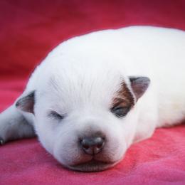 Gypsy - Red speckled female Australian Cattle Dog puppy in Runnels County, Texas from MC Heelers & Aussies
