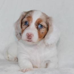 Quimby (3500) - Dapple female Dachshund puppy in Sonora, Kentucky from Maple Hill Miniature Dachshunds