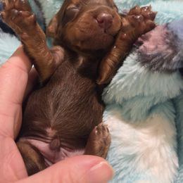 Dachshund Puppies from Mobile Mini Dachshunds