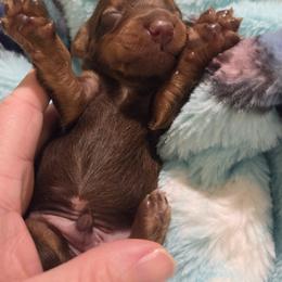 Dachshund Puppies from Mobile Mini Dachshunds