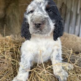 Pearl - Black white and tan female English Springer Spaniel puppy in Coxs Creek, Kentucky from Bluegrass Bend English Springer Spaniels