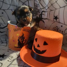 Poopie-Toot - Yorkshire Terrier puppy from Royalty Kennel