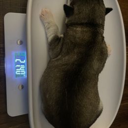 Siberian Husky Puppies from Alexandra's Siberian Huskies