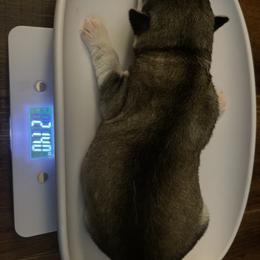 Siberian Husky Puppies from Alexandra's Siberian Huskies