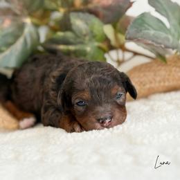 Luna F1b - Merle female Cavapoo puppy in Wamego, Kansas from Doodles of Oz
