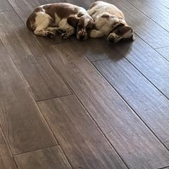 Welsh Springer Spaniel Puppies from Gualtieri's Welsh Springer Spaniels