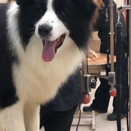 Jagger  - Border Collie