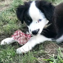 Blue Moon Mini Aussies breeder of 