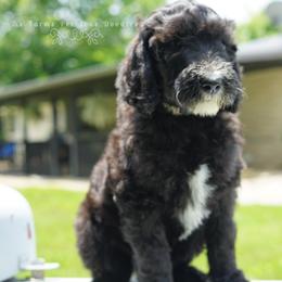 Goldendoodle and Sheepadoodle Puppies from The Farms Precious Doodles