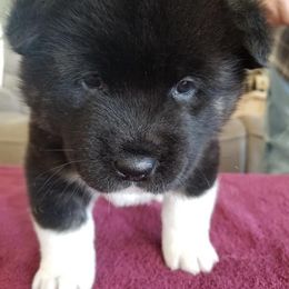 Akita Puppies from Dō-ha Akitas