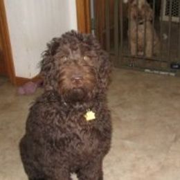 Beauregard - Australian Labradoodle