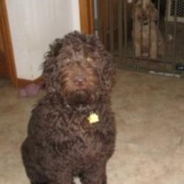 Beauregard - Australian Labradoodle