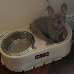 English Bulldog and French Bulldog Puppies from Superb Bulldogs