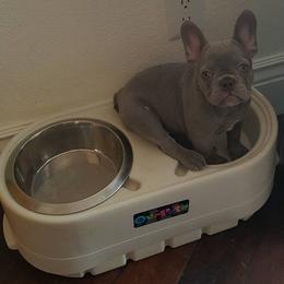 English Bulldog and French Bulldog Puppies from Superb Bulldogs