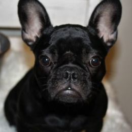 French Bulldog Puppies from Ballpark Bulldogs