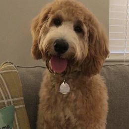 Bernedoodle and Goldendoodle All Grown Up from Jefferson Doodles