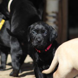 Labrador Retriever Puppies from Deep Hollow Labrador Retrievers