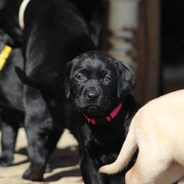 Labrador Retriever Puppies from Deep Hollow Labrador Retrievers