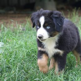 Rafter JM Aussies breeder of Miniature Australian Shepherd