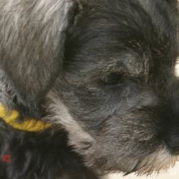Miniature Schnauzer Puppies from Aristos