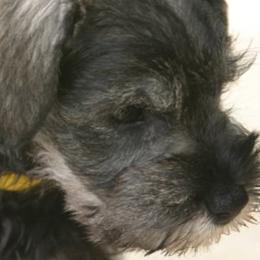 Miniature Schnauzer Puppies from Aristos