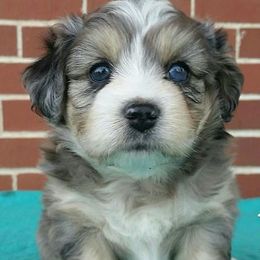 Cavapoo and Aussiedoodle Puppies from Blue Diamond Puppies