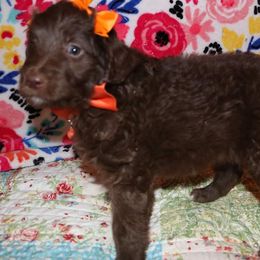 Labradoodle Puppies from Renee Cornish